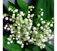 YouGarden Lily of the Valley 9cm pots x3