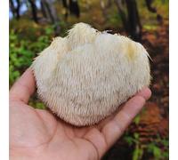 YouGarden Lions Mane Mushroom Growing Kit. Grow Your Own Mushrooms Kit. Gardening Gifts For Women, Men And Kids. Mushroom Grow Kit Perfect As A Gift And For Beginners. Gift Ideas For Family.