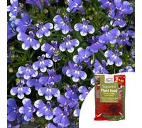 YouGarden Lobelia Infinity Blue Sparkle Plug Plants x12 & 100g Fert...