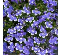 YouGarden Lobelia 'Infinity Blue Sparkle', Set of Six Plug Plants, Ready to Grow On and Plant Out, Easy to Grow Summer Flowering, Grow in Pots, Beds, and Borders