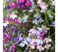 YouGarden Lobelia Trail Away Plug Plants x 24