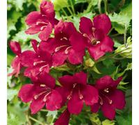 YouGarden Lofos Wine Red plug plants x12