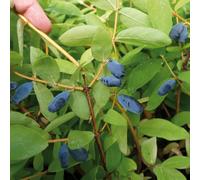 YouGarden Lonicera kams Balalaika (Honeyberry) 9cm pots x3
