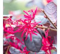 YouGarden Loropetalum Black Pearl in 15cm pot x 2