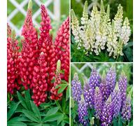 YouGarden Lupin 'Gallery' Collection in 9cm Pots x3