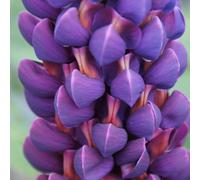 Yougarden Lupin 'masterpiece', 1 X 9Cm Potted, Hardy Perennial, Purple Scented Flowers, Great For Borders