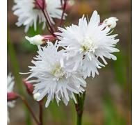 YouGarden Lychnis 'Petite Henri' in 9cm Pots x 3