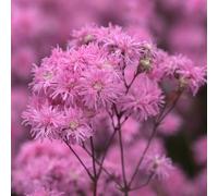 YouGarden Lychnis 'Petite Jenny' - Compact Perennial with Double Soft Pink Blooms, 9cm Potted, Ideal for UK Gardens