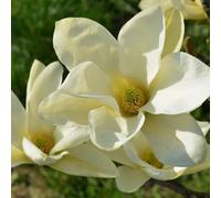 YouGarden Magnolia 'Honey Velvet', 1 x 15cm Pot, Scented Creamy White Spring Flowering, Compact Shrub