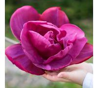 YouGarden Magnolia 'Meganolia', 1 x Flowering Shrub, Huge Scented Pink Double Blooms, Hardy Garden Plant, 19cm Pot