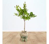 YouGarden Magnolia Stellata 'Star Magnolia' Standard Tree, 70cm Tall in 3L Pot, Gift Wrapped in Brown Hessian Bag with Green Bow, Ready to Plant or Gift
