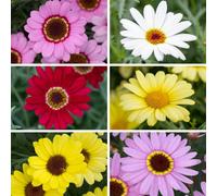 YouGarden Marguerite 'Grandaisy' Collection x 6 Plug Plants
