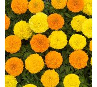 YouGarden Marigold African Sun Mix plug x 24