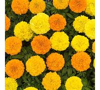 YouGarden Marigold African Sun Mix Pro + Plugs 60