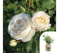 Yougarden Melissa's Rose, Gift Wrapped, Creamy-White Rose Plant, 4 Litre Pot, Fragrant Garden Gift, Ready To Plant