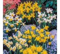 YouGarden Mini Mixed Daffodil Bulbs, 200 Spring Flowering Bulbs, Plant for Spring Flowering Bulb, Planting Now UK, Perfect for Beds, Borders and Pots