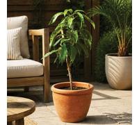 YouGarden Mini Patio Mango Tree, Grafted, 1 x 1.5 Litre Pot, Self Fertile Exotic Fruit Plant, 65-90cm Tall