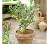Yougarden Mini Standard Olive Tree In 15Cm Pot, 20-30Cm Tall, Ready To Display Or Plant