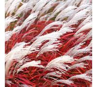 YouGarden Miscanthus Lady in Red, Established Plant in 9cm Pot, Ready to Plant