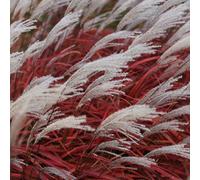 Yougarden Miscanthus Lady In Red, Established Plant In 9Cm Pot, Ready To Plant