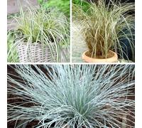 YouGarden - Mix of 3 Colourful Ornamental Grasses Supplied in 9cm Pots - Garden Ready Ornamental Grass Supplied as Established Plants - Perfect in Borders, Pots or Planters Ready to Plant Grass