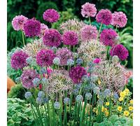 Yougarden Mixed Allium Bulb Collection, 100 Bulbs With Six Varieties, Plant In Autumn For Spring Flowering