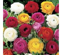 Yougarden Mixed Colour Ranunculus, 50 X Bulbs, Size 5/6, Ready To Plant For Summer Flowering, Bedding Bulbs To Grow In Garden Bord