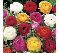 YouGarden Mixed Colour Ranunculus, Set of 150 Bulbs, Size 3/4, Ready to Plant for Summer Flowering, Bedding Bulbs to Grow in Garden Borders and Patio Pots, Multicoloured Garden Displays