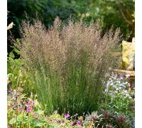 YouGarden Molinia caerulea 'Banshee', 3 x Ornamental Grasses in 9cm Pots, Ready To Plant, Hardy Garden Colour
