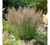 YouGarden Molinia caerulea 'Banshee', Ornamental Grass in 9cm Pot, Ready To Plant, Hardy Garden Colour