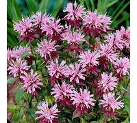 YouGarden Monarda 'Beauty of Cobham', 3 x 9cm Pots, Hardy Perennials, Bergamot, Summer Border Colour