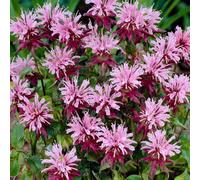 YouGarden Monarda 'Beauty of Cobham' in 9cm Pots x3