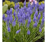 Yougarden Muscari Armeniacum, 120 X Bulbs, Ready For Autumn Planting, Size 7/8 Bulbs, For Patio Pots And Garden Borders