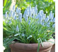 YouGarden Muscari 'Baby's Breath', 30 x Bulbs, Size 7/8