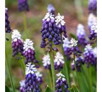 YouGarden Muscari 'Grape Ice', 30 x Bulbs, Size 5+