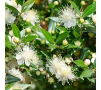 YouGarden Myrtus communis, Common Myrtle Evergreen Shrub, 1 x 18cm Pot, Fragrant Leaves, White Flowers Hardy Plant
