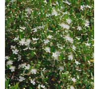 Yougarden Myrtus Communis, Common Myrtle Evergreen Shrub, 1 X 9Cm Pot, Fragrant Leaves, White Flowers Hardy Plant