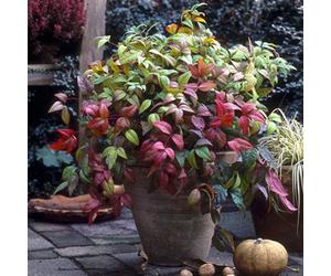 Yougarden Nandina Domestica (Heavenly Bamboo Plant) In A 2L Pot