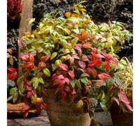 YouGarden Nandina 'Fire Power' in 2L pots x2