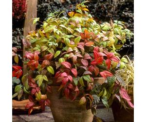 YouGarden Nandina 'Fire Power' in 2L pots x2