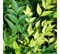Yougarden Nandina Lemon And Lime In 17Cm Pot