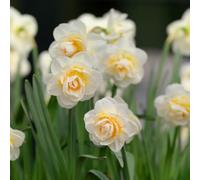 YouGarden Narcissus 'Bridal Crown', 15 Bulbs Size 12/14, Fragrant, Spring Double Daffodil, Garden Colour