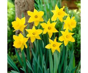 YouGarden Narcissus 'King Alfred', 40 x Bulbs Size 10/12, For Autumn Planting and Spring Flowering