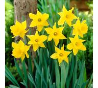 YouGarden Narcissus 'King Alfred', Set of 20 Bulbs Size 10/12, For Autumn Planting and Spring Flowering