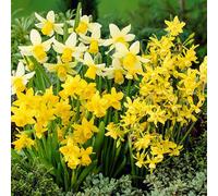 Yougarden Narcissus Miniature Bulbs, Pack Of 35 Bulbs, Autumn Planting For Spring Flowering