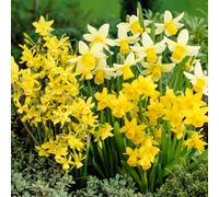 YouGarden Miniature Narcissus Collection x70 Bulbs