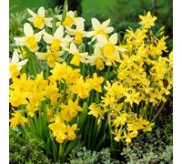 Yougarden Narcissus Miniature Bulbs, Pack Of 70 Bulbs, Autumn Planting For Spring Flowering