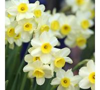 YouGarden Narcissus 'Minnow' x60 bulbs