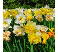 Yougarden Narcissus Mixed, Set Of 50 Bulbs Size 12/14 For Spring Flowering Daffodils, Autumn Planting