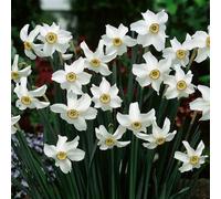 YouGarden Narcissus Pheasant Eye x24 Bulbs